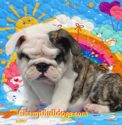 English Bulldog picture